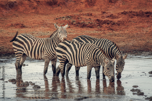 zebras drinking water 