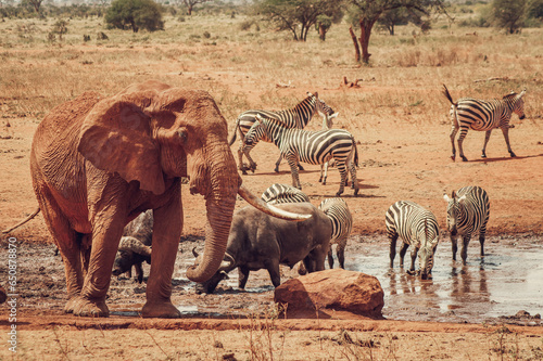 Animals in savannah © Vlad Ozo