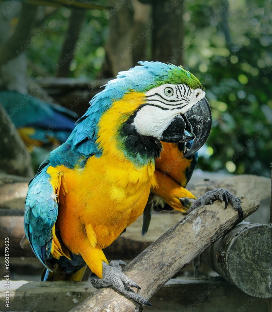 Closeup of a vibrant parrot perched on a tree branch