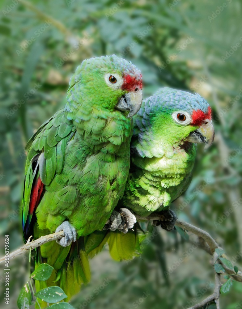 Closeup of two green parrots perched on a tree branch