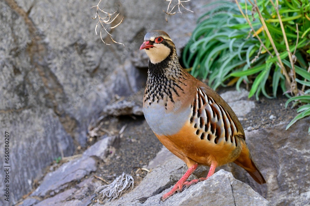 Closeup shot of a partridge bird perched on a rock Closeup shot of a partridge bird perched on a rock