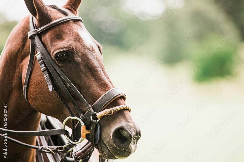 Obraz premium Majestic brown horse stands in a grassy field, wearing a brown bridle.