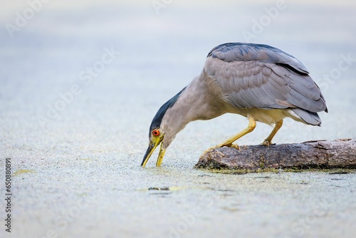 Closeup of a Black-Crowned Night Heron drinking water from a pond