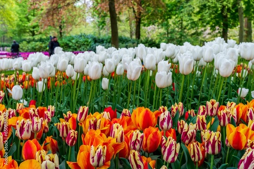 Multicolor tulips Amsterdam photo