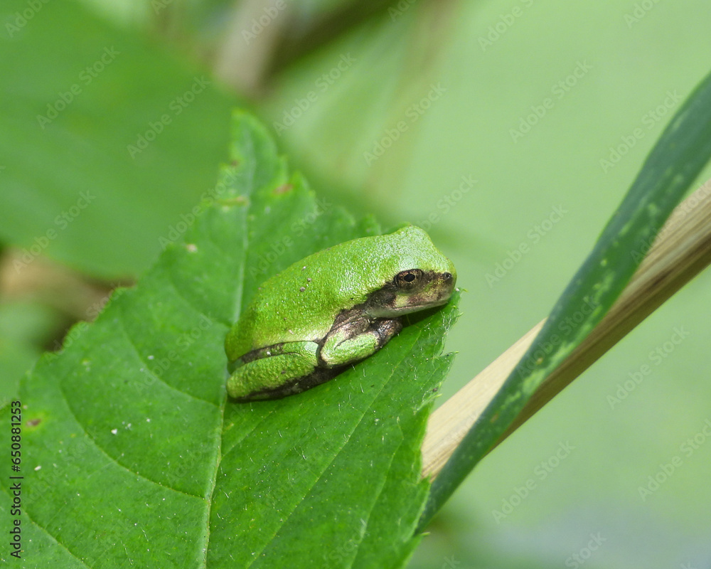 Obraz premium Gray Treefrog (Dryophytes versicolor) North American Tree Frog
