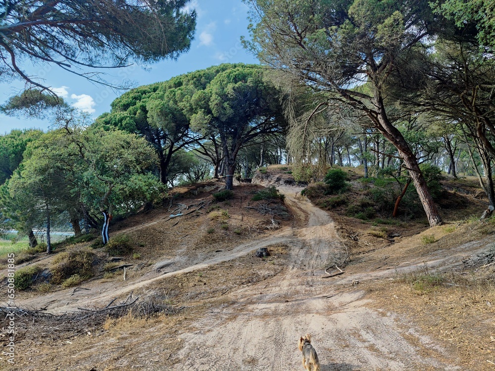 Fototapeta premium Vibrant eucalyptus forest in Portugal's Setubal region shrouded in a blanket of fog.
