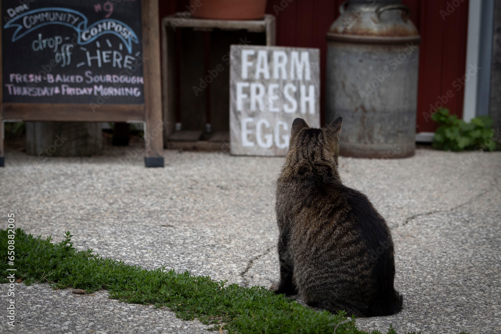 Obraz premium Brown Farm Cat Sitting and Thinking About Life