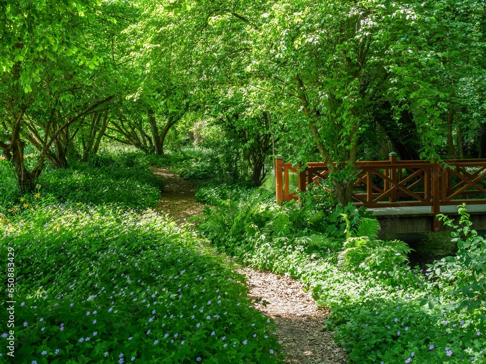 Wooden bridge surrounded by trees and wildflowers in a wooded area Wooden bridge surrounded by trees and wildflowers in a wooded area