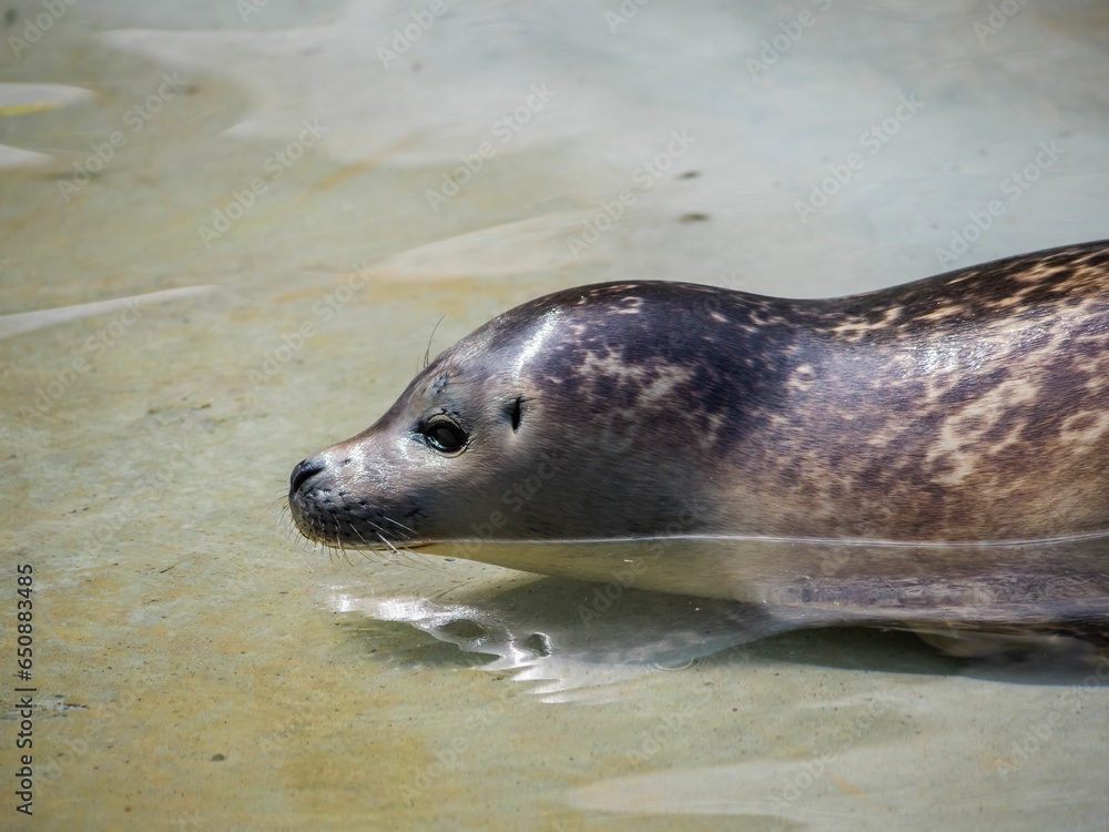 Fototapeta premium Harbor seal swimming into the water
