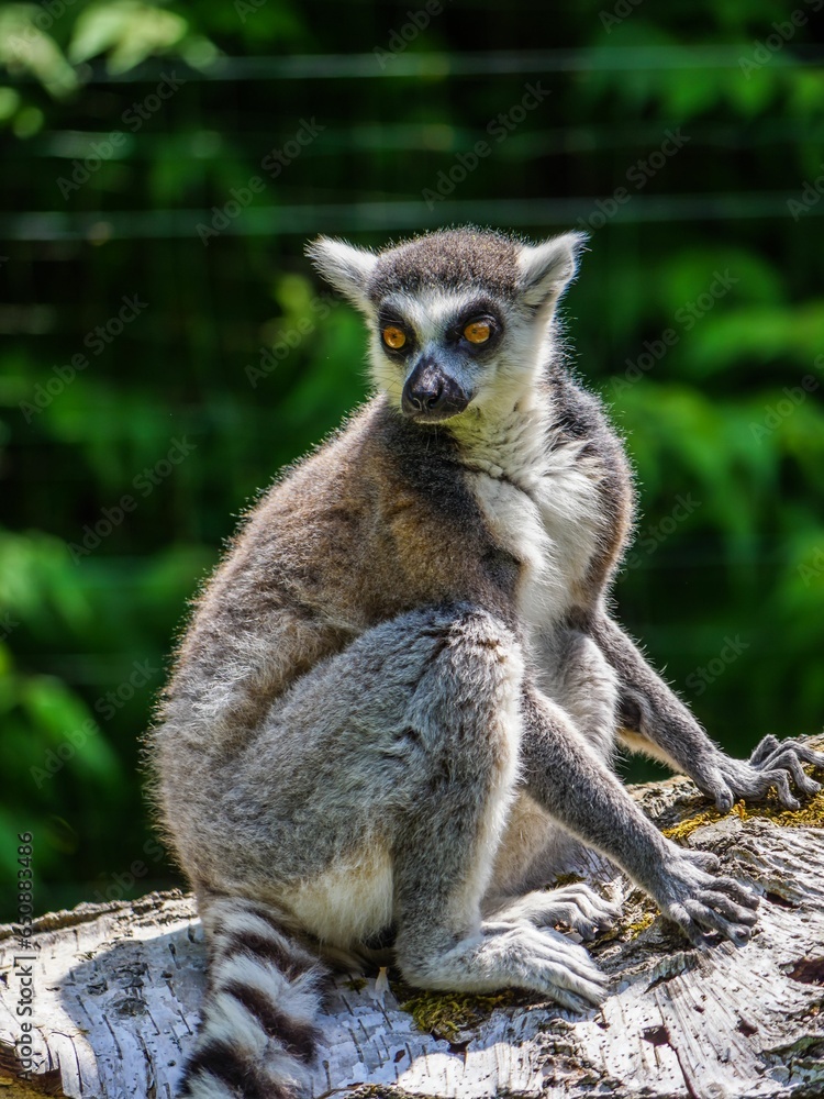 Obraz premium Close-up shot of a curious lemur perched atop a large tree trunk