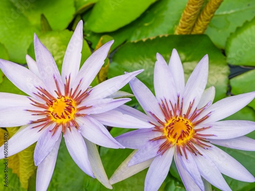 Overhead view of two light purple Nymphaea capensis flowers growing among green leaves photo