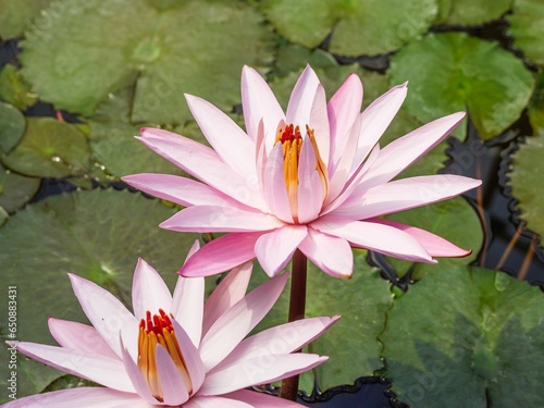 Close-up of pastel pink Nymphaea capensis flowers growing among green lily pads