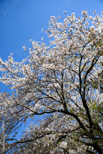 庭に咲く桜