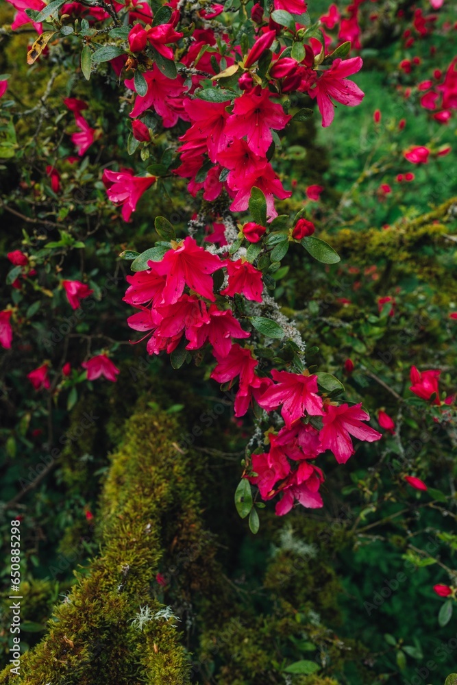 pink rhododendron with green moss