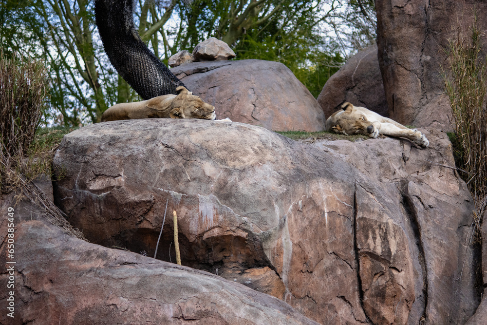 Lions sleeping on the rocks