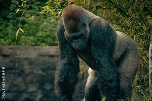 Silverback gorilla in a zoo during daytime