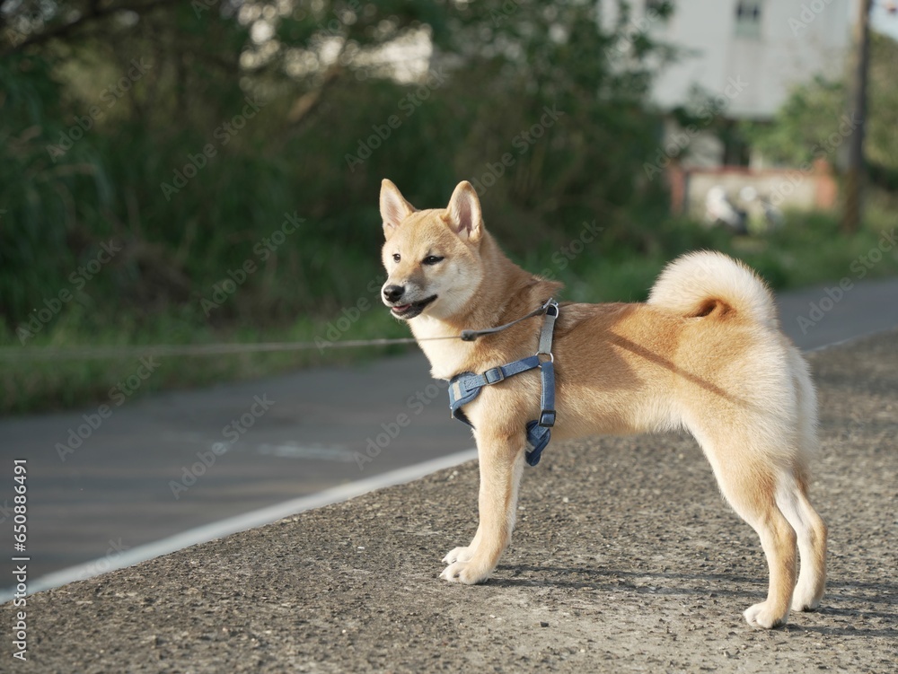 Adorable Shiba Inu dog on a leash walking in a park Adorable Shiba Inu dog on a leash walking in a park