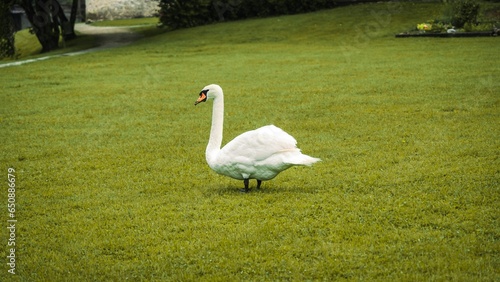 Fototapeta Naklejka Na Ścianę i Meble -  Single, white swan walking gracefully in a grassy park