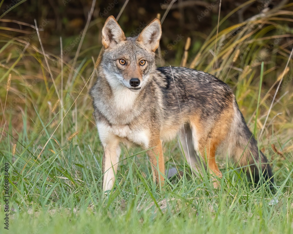 Fierce gray wolf standing in a grassy field, staring away with glowing yellow eyes
