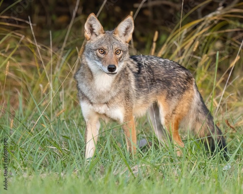 Fierce gray wolf standing in a grassy field, staring away with glowing yellow eyes