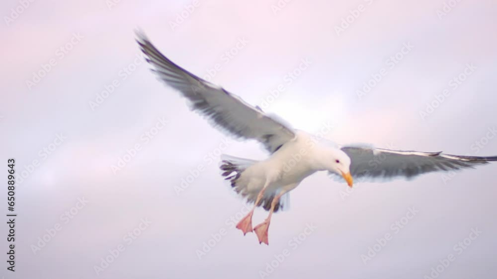 Closeup of a European herring gull flying and landing on wooden box on the coast with blue sea Closeup of a European herring gull flying and landing on wooden box on the coast with blue sea