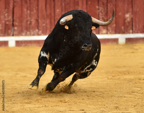 strong bull with big horns in a traditional spectacle of bullfight on spain