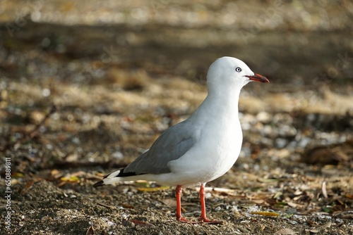 Side shot of a black-billed Gull standing around the beach photo