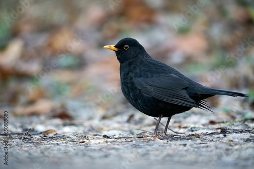 Blackbird standing on the ground and looking at the camera. Turdus merula.