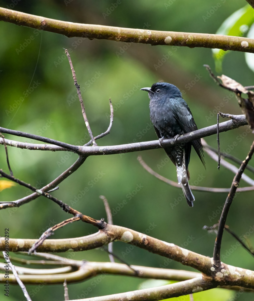 a blue bird perched on a tree branch, in a park a blue bird perched on a tree branch, in a park
