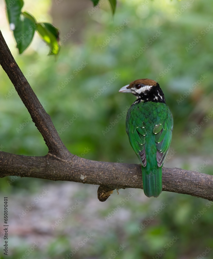 Closeup of a White-eared catbird perched on a branch on a sunny day with a blurry background Closeup of a White-eared catbird perched on a branch on a sunny day with a blurry background
