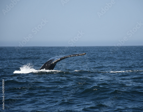 Humpback Whales in Monterey, California   Lunge feeding   Whale Fin   Breaching © Philipp