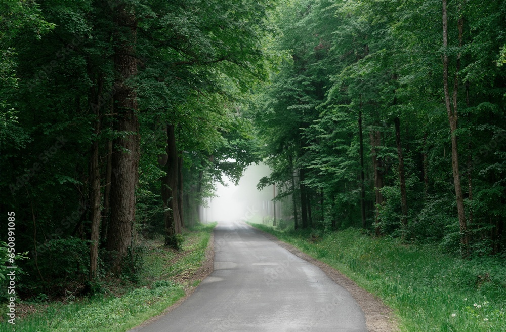 Naklejka premium Scenic dirt path winding through a lush, verdant forest.