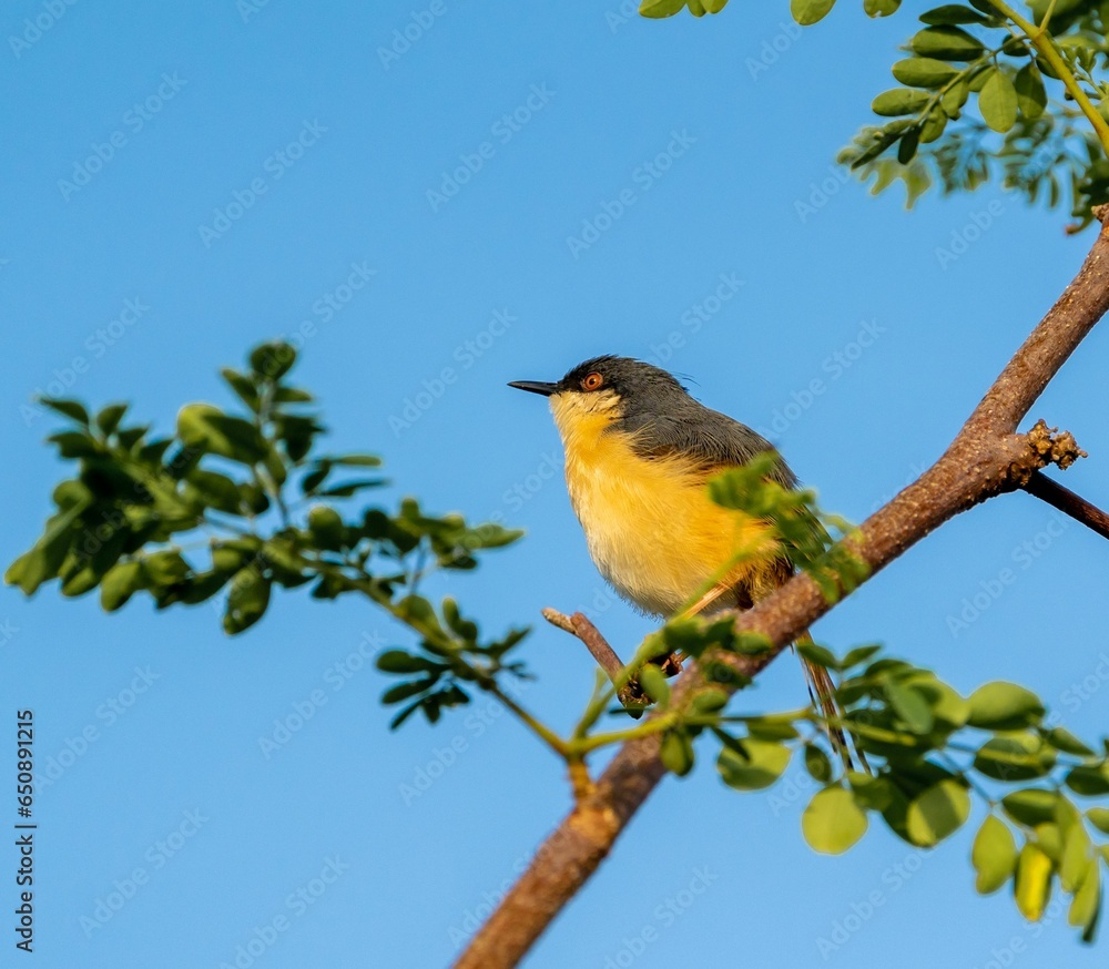 Obraz premium Ashy Prinia bird standing on a branch against a blue sky