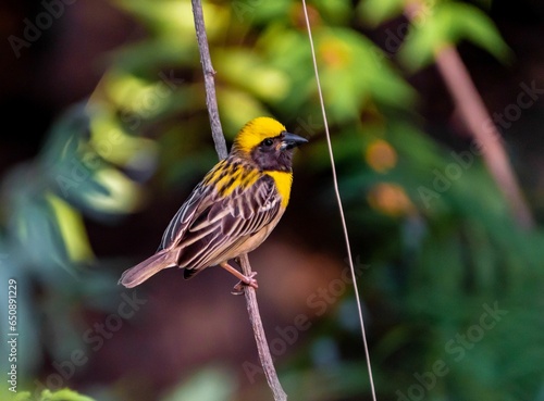 Obraz na płótnie Close-up of a Baya weaver standing on a thin twig against other trees