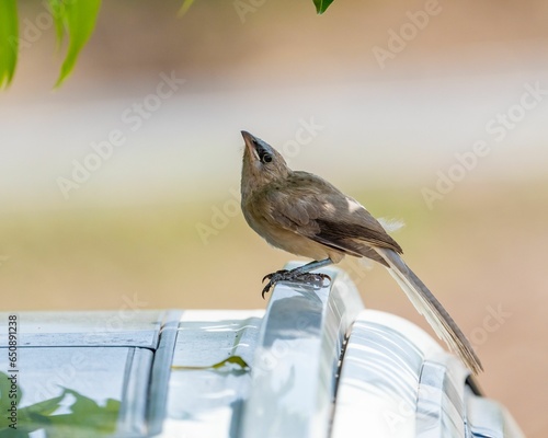 Large gray babbler standing on a white car roof under a tree photo