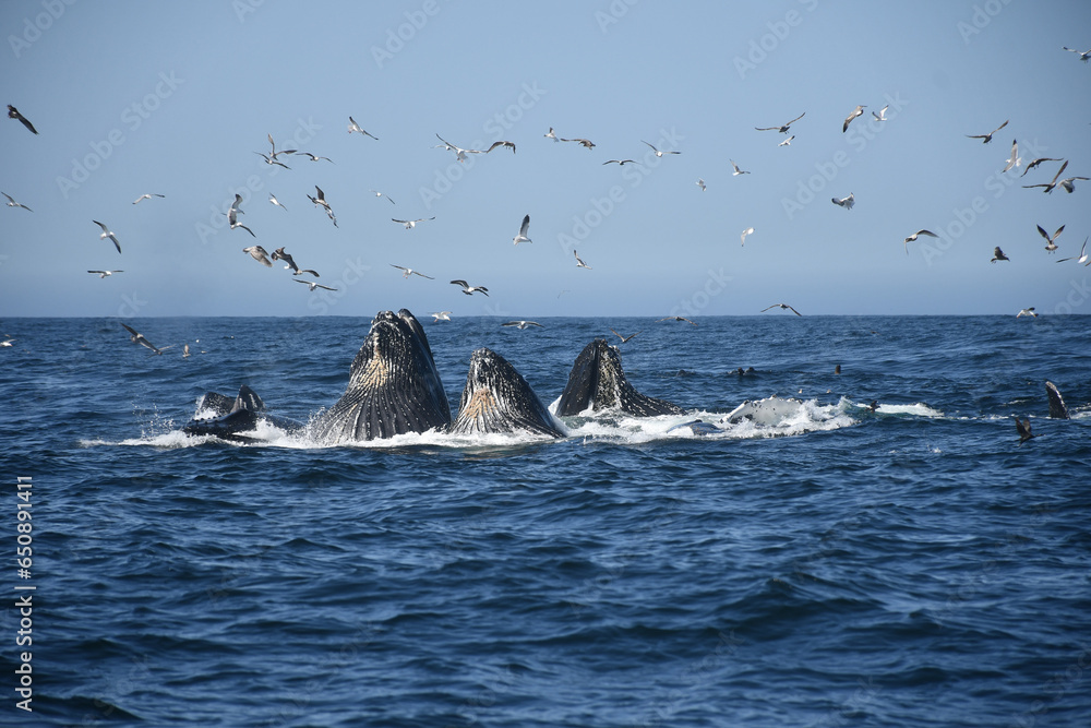Fototapeta premium Humpback Whales in Monterey, California | Lunge feeding | Whale Fin | Breaching