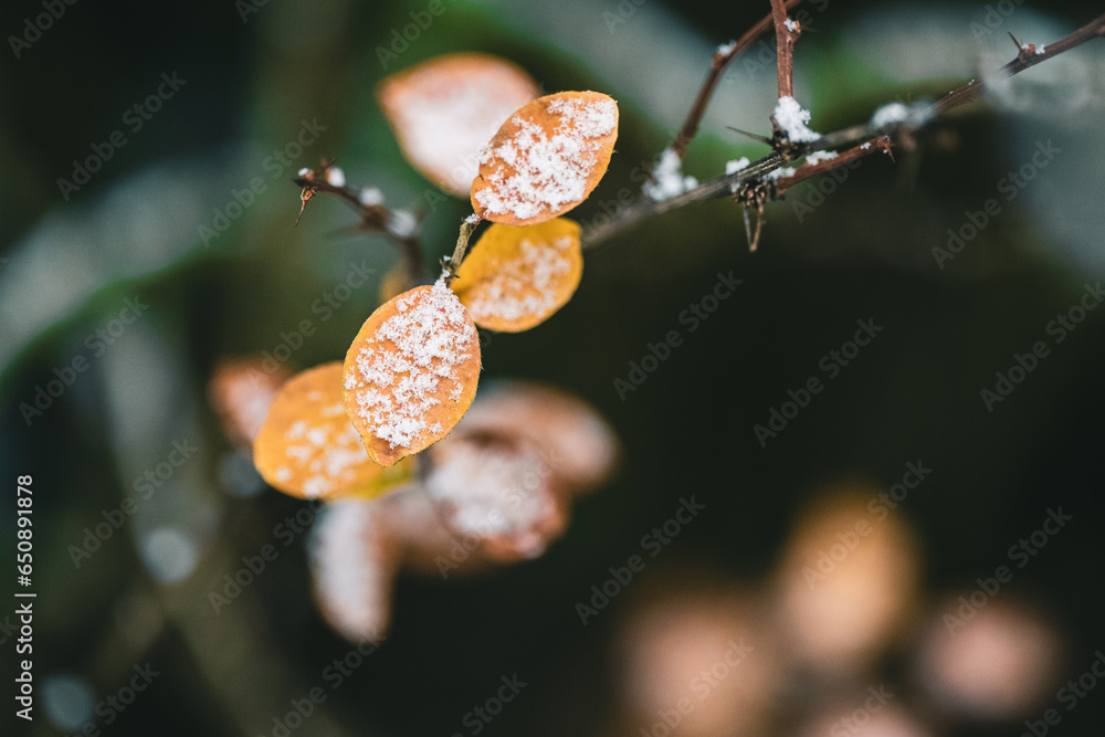 Snow-covered shrub with two yellow leaves on its branches against a blurred background Snow-covered shrub with two yellow leaves on its branches against a blurred background