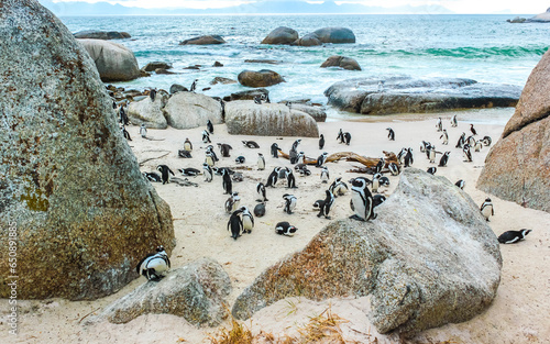 South african penguins colony of spectacled penguins penguin Cape Town.