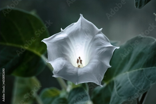 Datura white flower close-up (stramonium, fastuosa)