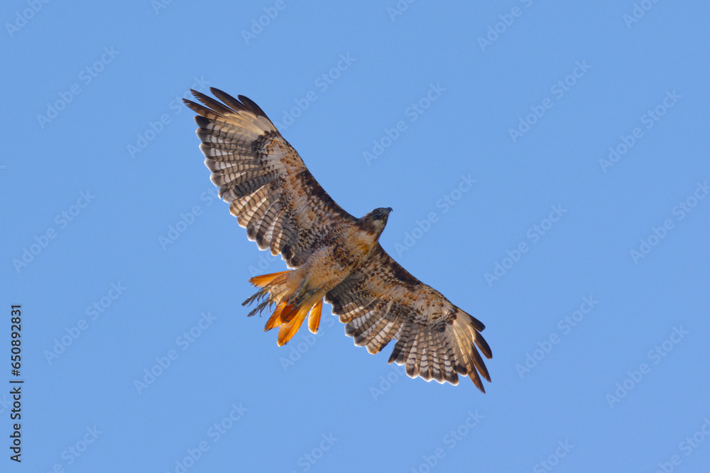 Fototapeta premium Close view of a red-tailed hawk flying, seen in the wild in North California