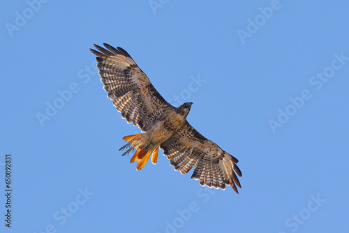 Close view of a red-tailed hawk flying  seen in the wild in  North California
