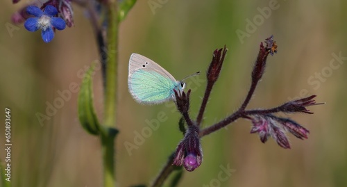Stunning udara butterfly on a flower photo
