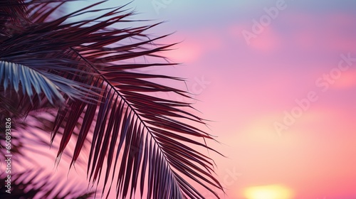 palm leaves against clear evening or morning pink sky with copy space