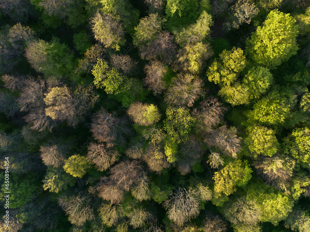 Aerial view of dense green trees in a forest under the daylight Aerial view of dense green trees in a forest under the daylight