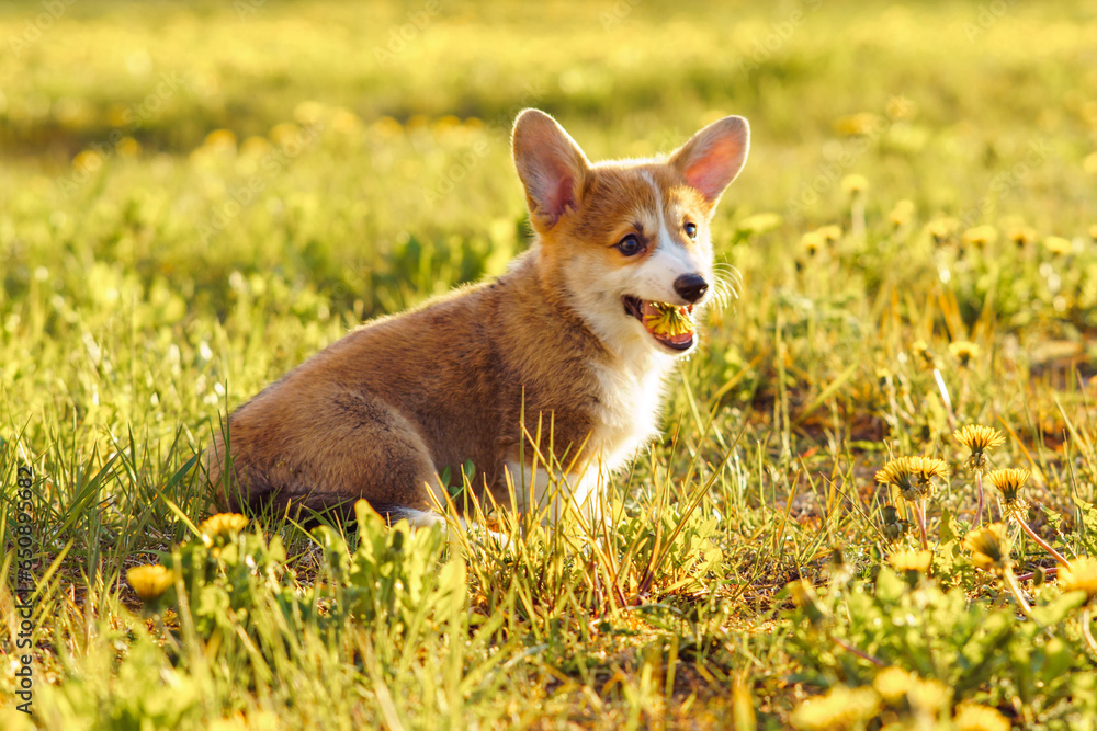 Portrait of wonderful young brown white dog welsh pembroke corgi stand on green grass, holding in open mouth dandelion. Portrait of wonderful young brown white dog welsh pembroke corgi stand on green grass, holding in open mouth dandelion.