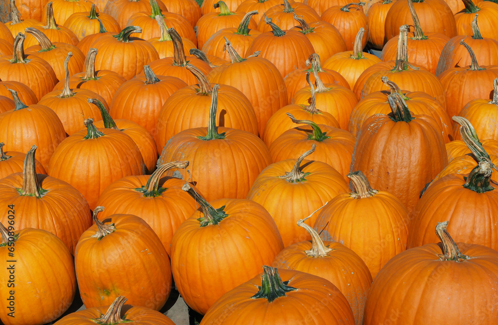 Beautiful shot of a bunch of pumpkins - Halloween concept Beautiful shot of a bunch of pumpkins - Halloween concept