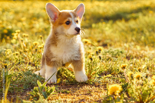 Portrait of attractive young brown white dog welsh pembroke corgi standing on green grass near field of dandelions.