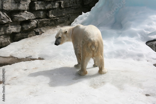 Polar bear standing on the icy ground in the zoo