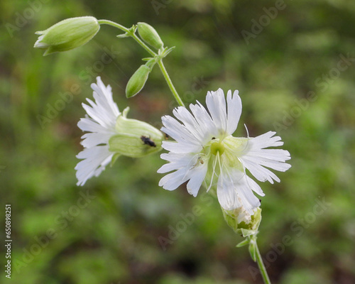 Silene stellata (Starry Campion) Native North American Woodland Wildflower © Where's Wildlife