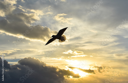 Seagull flying between clouds at sunset, silhouette
